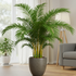 Areca Palm Plant