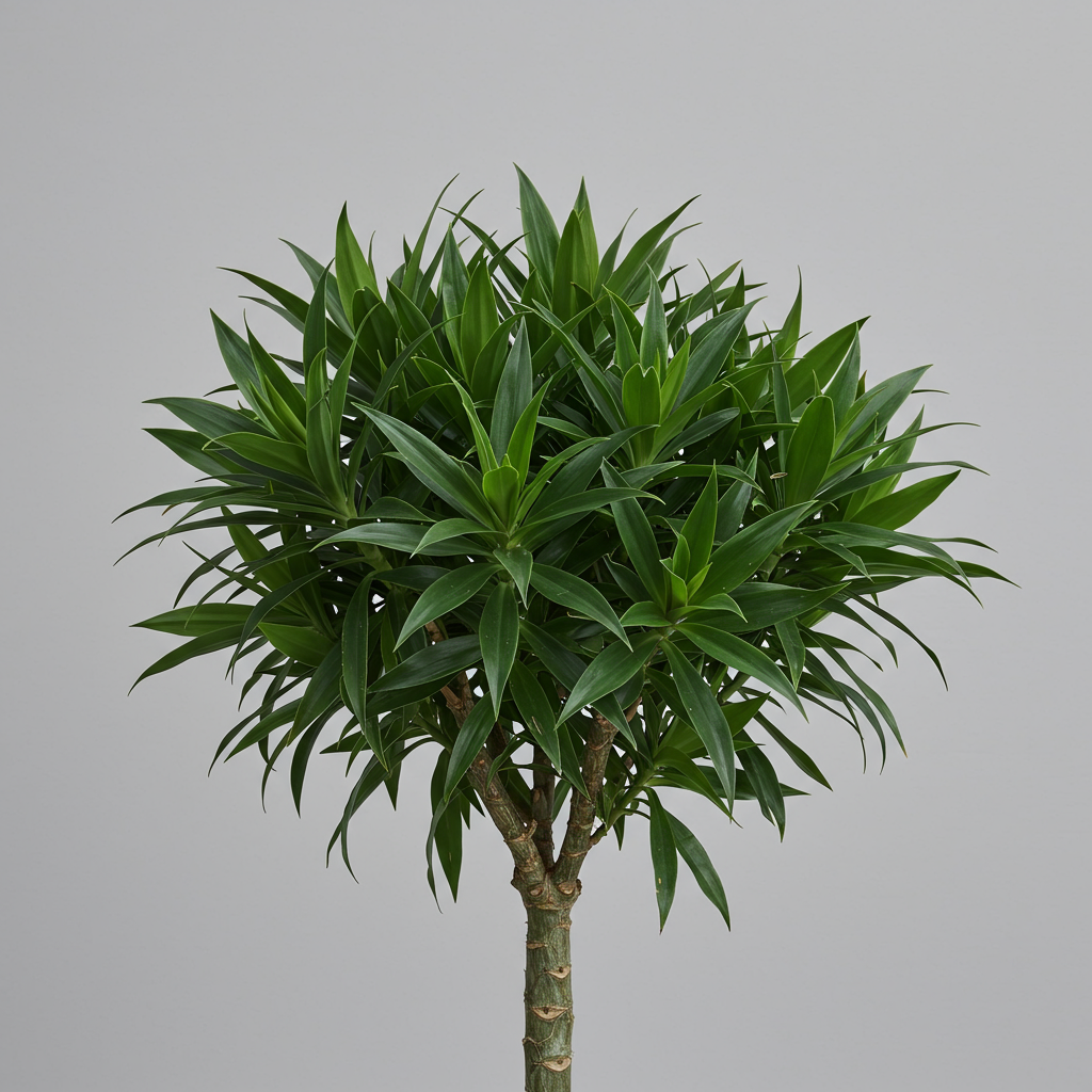 Dracaena Compacta Plant